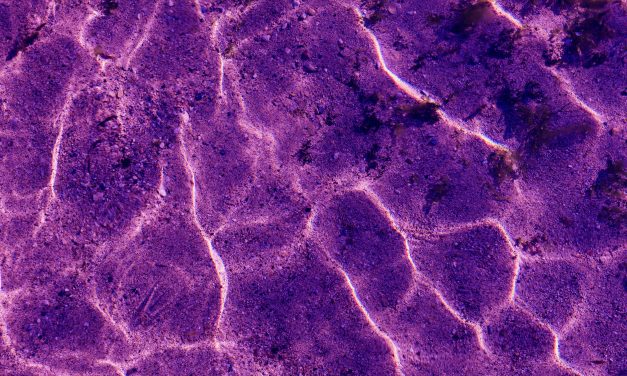 Local Diner Purifies Air with UV Light