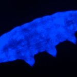 Water bear’s fluorescent ‘shield’ UV radiation